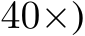  40×)