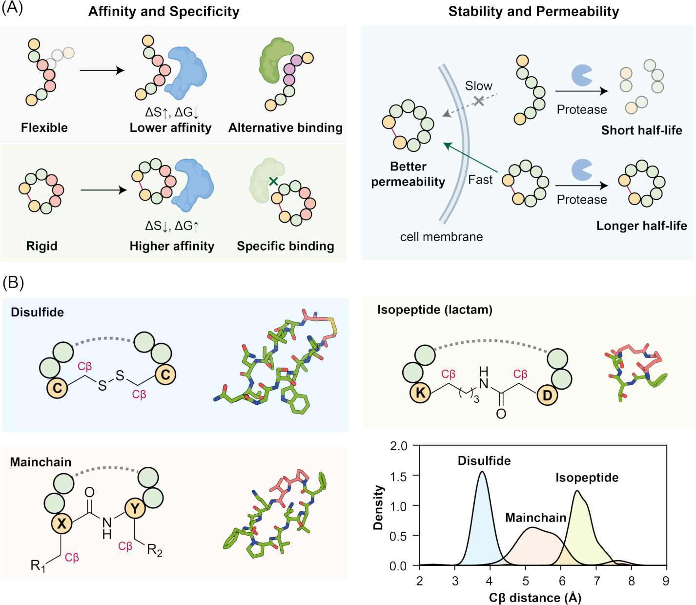 NeurIPS Poster CPSea: Large-scale cyclic peptide-protein complex